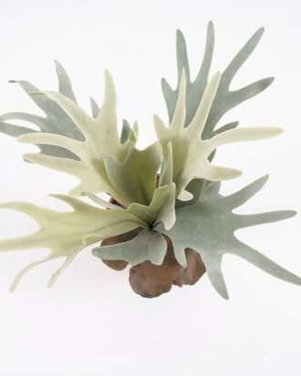 Artificial Plant Artificial succulent in pp pot GS-59121007 Potted Flowers&Plants YeahFlower is one of Chinese leading OEM manufacturers and exporters , supplying the silk flowers, wholesale artificial trees