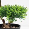 Artificial Plant 17*14*26cm Bonsai tree in pp pot GS-51721022 Potted Flowers&Plants YeahFlower is one of Chinese leading OEM manufacturers and exporters , supplying the silk flowers, wholesale artificial trees