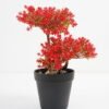Artificial Plant 18*16*27cm Bonsai tree in pp pot GS-51721023 Potted Flowers&Plants YeahFlower is one of Chinese leading OEM manufacturers and exporters , supplying the silk flowers, wholesale artificial trees