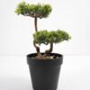 Artificial Plant 16*13*26cm Bonsai tree in pp pot GS-51721024 Potted Flowers&Plants YeahFlower is one of Chinese leading OEM manufacturers and exporters , supplying the silk flowers, wholesale artificial trees