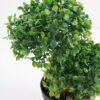 Artificial Plant 19*16*26cm Bonsai tree in pp pot GS-51721028 Potted Flowers&Plants YeahFlower is one of Chinese leading OEM manufacturers and exporters , supplying the silk flowers, wholesale artificial trees