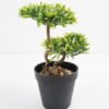 Artificial Plant 16*12*27cm Bonsai tree in pp pot GS-51721029 Potted Flowers&Plants YeahFlower is one of Chinese leading OEM manufacturers and exporters , supplying the silk flowers, wholesale artificial trees