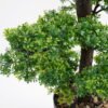 Artificial Plant Bonsai tree in pp pot GS-51721036_5 Artificial Plant 41*30*80cm Bonsai tree in pp pot GS-51721036 Potted Flowers&Plants YeahFlower is one of Chinese leading OEM manufacturers and exporters , supplying the silk flowers, wholesale artificial trees