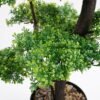 Artificial Plant 34*30*130cm Bonsai tree in pp pot GS-51721039 Potted Flowers&Plants YeahFlower is one of Chinese leading OEM manufacturers and exporters , supplying the silk flowers, wholesale artificial trees