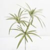 Artificial-Plant-Chlorophytum-3-GS-23121007_4-1.jpg Artificial Plant 37*57CM Chlorophytum*3 GS-23121007 Leaves&Sprays&Foliages YeahFlower is one of Chinese leading OEM manufacturers and exporters , supplying the silk flowers, wholesale artificial trees
