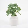 Artificial Plant 10*10*16cm Clover in Ceramic pot GS-03321027-KSM Potted Flowers&Plants YeahFlower is one of Chinese leading OEM manufacturers and exporters , supplying the silk flowers, wholesale artificial trees