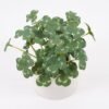 Artificial Plant 14*14*17.5cm Clover in ceramic pot GS-03321026-KSM Potted Flowers&Plants YeahFlower is one of Chinese leading OEM manufacturers and exporters , supplying the silk flowers, wholesale artificial trees