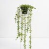 Artificial Plant Eucalyptus in pp pot GS-05521017_6 Artificial Eucalyptus Hanging Greenery plants Potted 18*15*56cm fake Eucalyptus in pp pot GS-05521017 Potted Flowers&Plants YeahFlower is one of Chinese leading OEM manufacturers and exporters , supplying the silk flowers, wholesale artificial trees