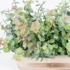 Artificial Plant 52*12*18cm  Eucalyptus in wood pot GS-51721049 Potted Flowers&Plants YeahFlower is one of Chinese leading OEM manufacturers and exporters , supplying the silk flowers, wholesale artificial trees
