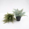 Artificial Plant Fern in pp pot GS-59121001 Potted Flowers&Plants YeahFlower is one of Chinese leading OEM manufacturers and exporters , supplying the silk flowers, wholesale artificial trees