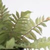 Artificial Plant Fern in pp pot GS-59121001 Potted Flowers&Plants YeahFlower is one of Chinese leading OEM manufacturers and exporters , supplying the silk flowers, wholesale artificial trees