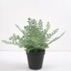 Artificial Plant Fern in pp pot GS-59121002 Potted Flowers&Plants 3,000+ sqm showroom with thousands of artificial flowers, plants & trees ready for global sourcing.