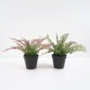 Artificial Plant Fern in pp pot GS-59121010 Potted Flowers&Plants YeahFlower is one of Chinese leading OEM manufacturers and exporters , supplying the silk flowers, wholesale artificial trees