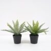 Artificial Plant Fern in pp pot GS-59121013 Potted Flowers&Plants YeahFlower is one of Chinese leading OEM manufacturers and exporters , supplying the silk flowers, wholesale artificial trees