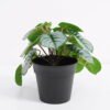 Artificial Plant 22*20*18cm GS-03321005 Potted Flowers&Plants YeahFlower is one of Chinese leading OEM manufacturers and exporters , supplying the silk flowers, wholesale artificial trees