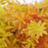 Artificial Plant 22*35cm Grass bush*7 GS-62021013-O1 Leaves&Sprays&Foliages YeahFlower is one of Chinese leading OEM manufacturers and exporters , supplying the silk flowers, wholesale artificial trees
