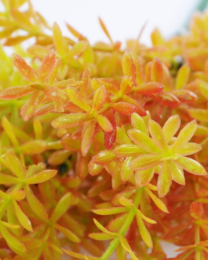 Artificial Plant 22*35cm Grass bush*7 GS-62021013-O1 Leaves&Sprays&Foliages YeahFlower is one of Chinese leading OEM manufacturers and exporters , supplying the silk flowers, wholesale artificial trees