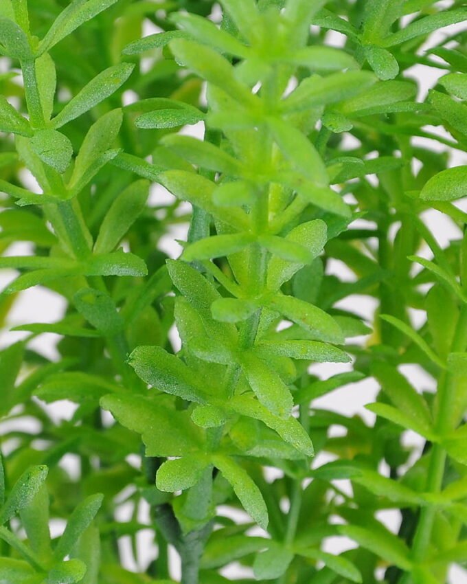 Artificial-Plant-Grass-bush-7-GS-62021013_4-1.jpg Artificial Plant 22*35cm Grass bush*7 GS-62021013 Leaves&Sprays&Foliages YeahFlower is one of Chinese leading OEM manufacturers and exporters , supplying the silk flowers, wholesale artificial trees