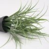 Artificial Plant Grass in pp pot GS-59121004 Potted Flowers&Plants YeahFlower is one of Chinese leading OEM manufacturers and exporters , supplying the silk flowers, wholesale artificial trees