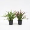 Artificial Plant Grass in pp pot GS-59121012_3 Artificial Plant Grass in pp pot GS-59121012 Potted Flowers&Plants YeahFlower is one of Chinese leading OEM manufacturers and exporters , supplying the silk flowers, wholesale artificial trees