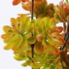 Artificial Plant 20*30cm Lotus bush*7 GS-62021022-R1 Leaves&Sprays&Foliages YeahFlower is one of Chinese leading OEM manufacturers and exporters , supplying the silk flowers, wholesale artificial trees