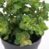 Artificial Plant Mint in pp pot GS-59121017 Potted Flowers&Plants YeahFlower is one of Chinese leading OEM manufacturers and exporters , supplying the silk flowers, wholesale artificial trees