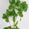 Artificial Plant 15*70CM  Mint leaves GS-39121012 Leaves&Sprays&Foliages YeahFlower is one of Chinese leading OEM manufacturers and exporters , supplying the silk flowers, wholesale artificial trees