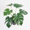 Artificial Plant 34*32*35cm Monstera in PP pot GS-03321021P0P12 Potted Flowers&Plants YeahFlower is one of Chinese leading OEM manufacturers and exporters , supplying the silk flowers, wholesale artificial trees