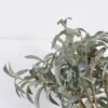 Artificial-Plant-Olive-Bush-GS-45920002_4-1.jpg Artificial Plant 38*56CM Olive Bush GS-45920002 Leaves&Sprays&Foliages YeahFlower is one of Chinese leading OEM manufacturers and exporters , supplying the silk flowers, wholesale artificial trees