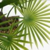 Artificial Plant 45*45*60cm Palm tree in  wood pot GS-51721053 Potted Flowers&Plants 3,000+ sqm showroom with thousands of artificial flowers, plants & trees ready for global sourcing.