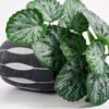 Artificial Plant 20*17*21cm Real Touch Begonia leaf in Cement pot GS-03321069 Potted Flowers&Plants 3,000+ sqm showroom with thousands of artificial flowers, plants & trees ready for global sourcing.