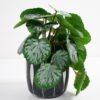Artificial Plant 20*17*21cm Real Touch Begonia leaf in Cement pot GS-03321069 Potted Flowers&Plants 3,000+ sqm showroom with thousands of artificial flowers, plants & trees ready for global sourcing.
