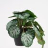 Artificial Plant 22*17*17cm Real Touch Begonia leaf in PP pot GS-03321063 Potted Flowers&Plants YeahFlower is one of Chinese leading OEM manufacturers and exporters , supplying the silk flowers, wholesale artificial trees