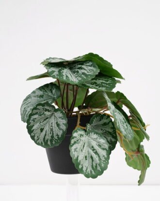 Artificial Plant 22*17*17cm Real Touch Begonia leaf in PP pot GS-03321063 Potted Flowers&Plants YeahFlower is one of Chinese leading OEM manufacturers and exporters , supplying the silk flowers, wholesale artificial trees