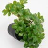 Artificial Plant 22*17*17cm Real Touch Green leaf in PP pot GS-03321064 Potted Flowers&Plants 3,000+ sqm showroom with thousands of artificial flowers, plants & trees ready for global sourcing.