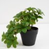 Artificial Plant 22*17*17cm Real Touch Green leaf in PP pot GS-03321064 Potted Flowers&Plants 3,000+ sqm showroom with thousands of artificial flowers, plants & trees ready for global sourcing.