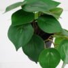 Artificial Plant 22*17*17cm Real Touch Green leaf in PP pot GS-03321065 Potted Flowers&Plants 3,000+ sqm showroom with thousands of artificial flowers, plants & trees ready for global sourcing.