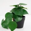 Artificial Plant 22*17*17cm Real Touch Green leaf in PP pot GS-03321065 Potted Flowers&Plants 3,000+ sqm showroom with thousands of artificial flowers, plants & trees ready for global sourcing.
