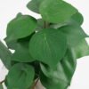 Artificial Plant 20*17*21cm Real Touch Leaf in Cement pot GS-03321073 Potted Flowers&Plants 3,000+ sqm showroom with thousands of artificial flowers, plants & trees ready for global sourcing.