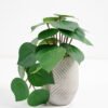 Artificial Plant 20*17*21cm Real Touch Leaf in Cement pot GS-03321073 Potted Flowers&Plants 3,000+ sqm showroom with thousands of artificial flowers, plants & trees ready for global sourcing.