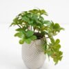 Artificial Plant 20*17*21cm Real Touch Leaf in Cement pot GS-03321074 Potted Flowers&Plants 3,000+ sqm showroom with thousands of artificial flowers, plants & trees ready for global sourcing.