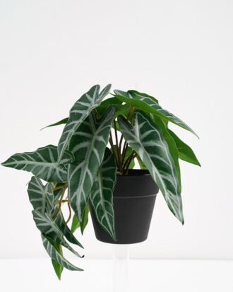 Artificial Plant 22*17*17cm Real Touch Mini Alocasia Leaf in PP pot GS-03321061 Potted Flowers&Plants YeahFlower is one of Chinese leading OEM manufacturers and exporters , supplying the silk flowers, wholesale artificial trees