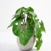 Artificial Plant 20*17*21cm Real Touch Mini Taro Leaf in Cement pot GS-03321072 Potted Flowers&Plants YeahFlower is one of Chinese leading OEM manufacturers and exporters , supplying the silk flowers, wholesale artificial trees