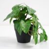 Artificial Plant 22*17*17cm Real Touch Mini Taro Leaf in PP pot GS-03321059 Potted Flowers&Plants 3,000+ sqm showroom with thousands of artificial flowers, plants & trees ready for global sourcing.