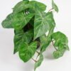 Artificial Plant 22*17*17cm Real Touch Mini Taro Leaf in PP pot GS-03321059 Potted Flowers&Plants 3,000+ sqm showroom with thousands of artificial flowers, plants & trees ready for global sourcing.