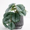 Artificial Plant 20*17*19cm Real Touch Mini Taro leaf in Cement pot GS-03321067 Potted Flowers&Plants 3,000+ sqm showroom with thousands of artificial flowers, plants & trees ready for global sourcing.