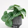 Artificial Plant 20*17*19cm Real Touch Mini watermelon Leaf in Cement pot GS-03321066 Potted Flowers&Plants YeahFlower is one of Chinese leading OEM manufacturers and exporters , supplying the silk flowers, wholesale artificial trees