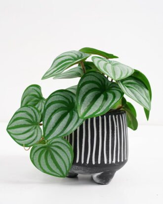 Artificial Plant 20*17*19cm Real Touch Mini watermelon Leaf in Cement pot GS-03321066 Potted Flowers&Plants YeahFlower is one of Chinese leading OEM manufacturers and exporters , supplying the silk flowers, wholesale artificial trees