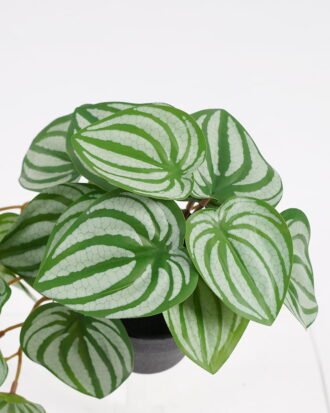 Artificial Plant 22*17*17cm Real Touch Mini watermelon Leaf in PP pot GS-03321062 Potted Flowers&Plants YeahFlower is one of Chinese leading OEM manufacturers and exporters , supplying the silk flowers, wholesale artificial trees