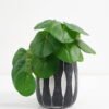 Artificial Plant 20*17*21cm Real Touch Round Leaf in Cement pot GS-03321070 Potted Flowers&Plants YeahFlower is one of Chinese leading OEM manufacturers and exporters , supplying the silk flowers, wholesale artificial trees
